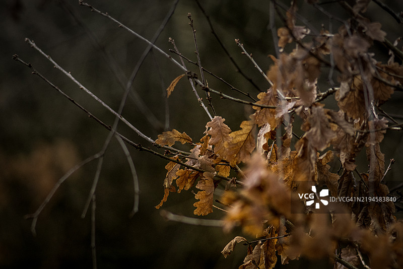 树上的枯叶图片素材