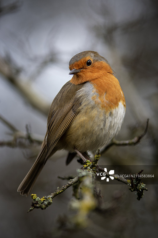 野生知更鸟图片素材