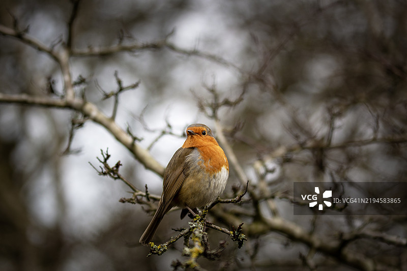 野生知更鸟图片素材