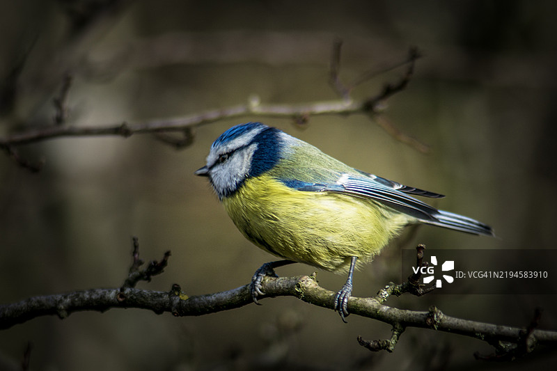 蓝山雀图片素材