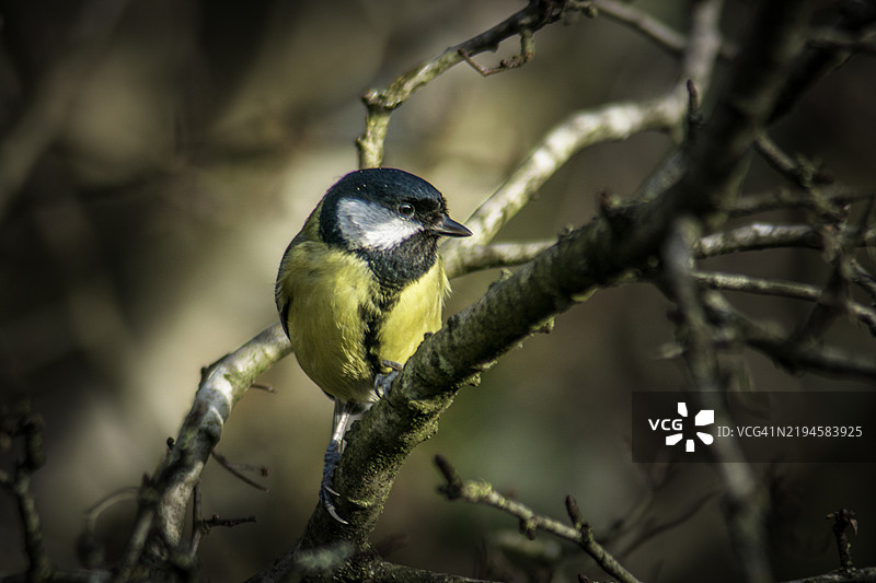 蓝山雀图片素材