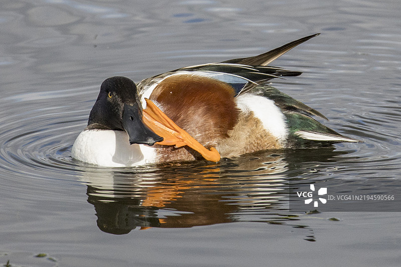 雄性北方铲嘴鸭用蹼足抓挠图片素材