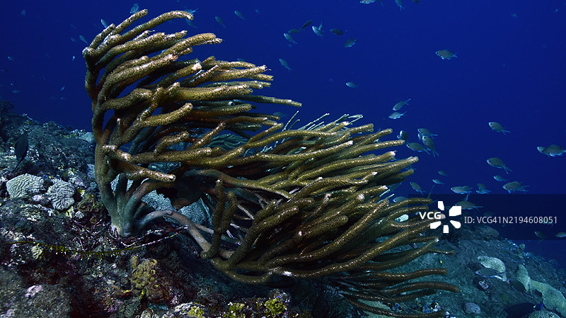 巨型裂孔海杆。图片素材