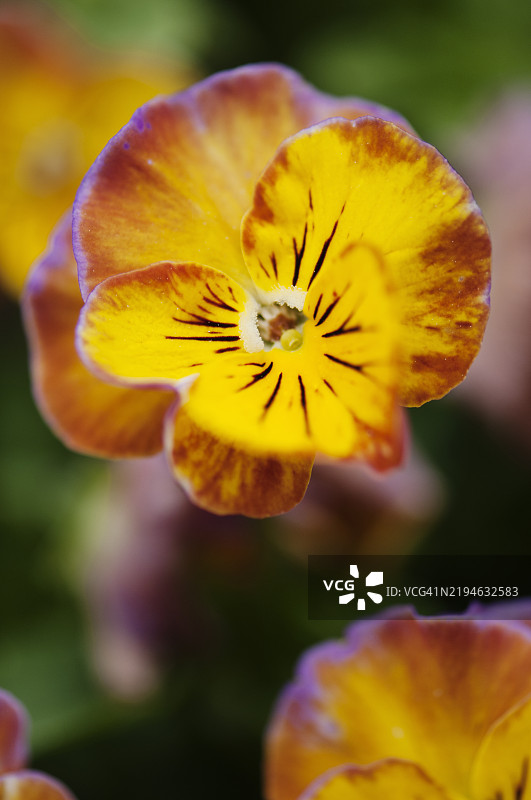 红色、橙色、黄色和桃色的维奥拉三色堇花洛可可风格图片素材