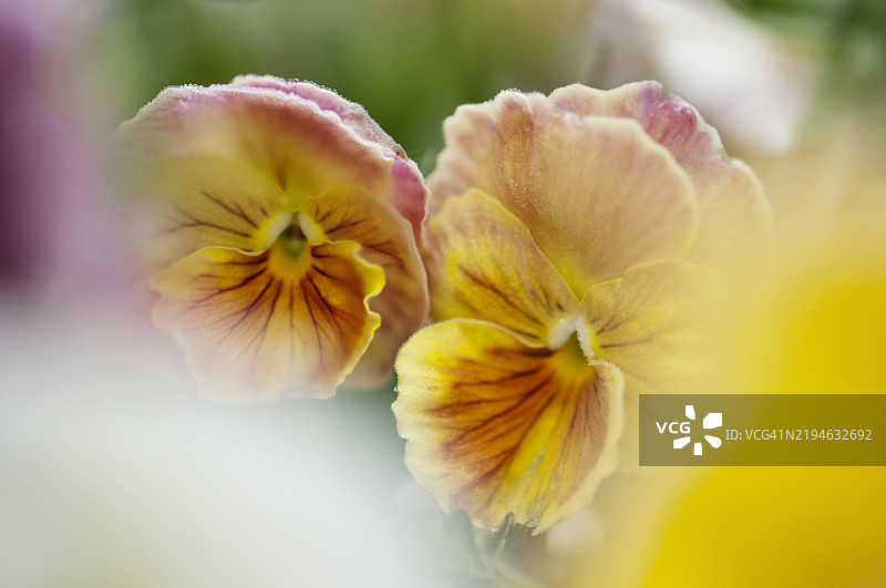 橙色、黄色和桃色的维奥拉三色堇花洛可可风格图片素材