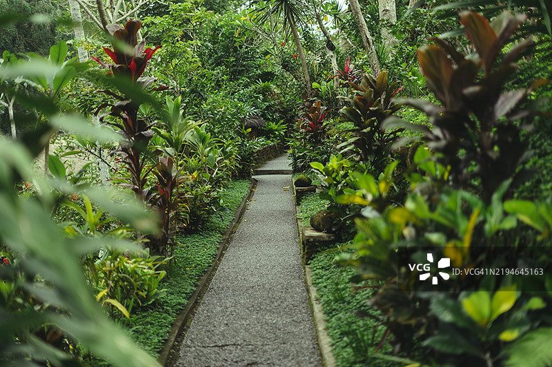 绿树成荫的森林中有一条小路和留白空间图片素材