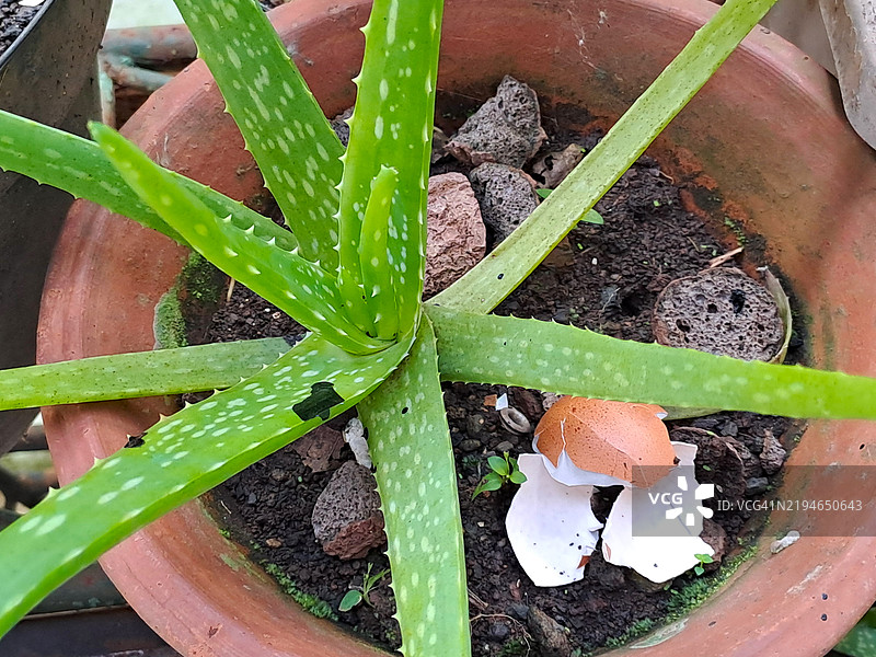 剩余的蛋壳作为芦荟植物的肥料图片素材