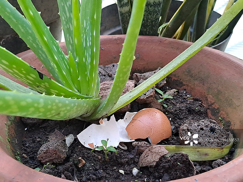 剩余的蛋壳作为盆栽芦荟植物的肥料图片素材