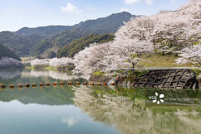 春天，水坝旁一排樱花树的倒影。图片素材