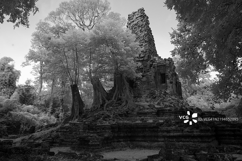吴哥窟和吴哥通的黑白主门，废墟墙壁和树根覆盖的建筑图片素材