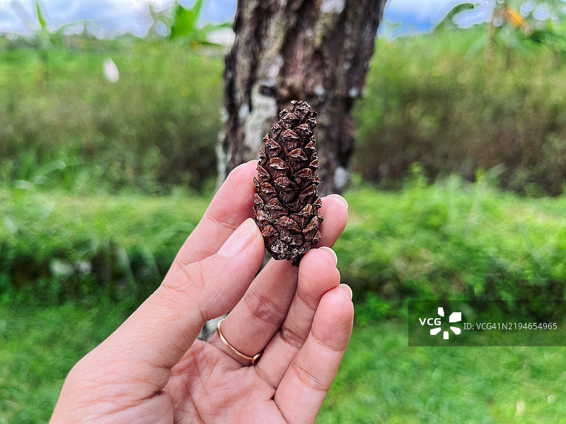 户外手握松果图片素材