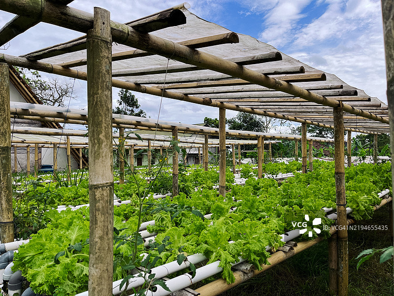 有机水培绿生菜种植农场图片素材