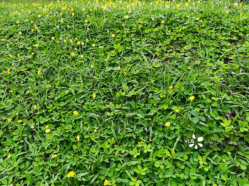 美丽的花坛，生长着花生草图片素材