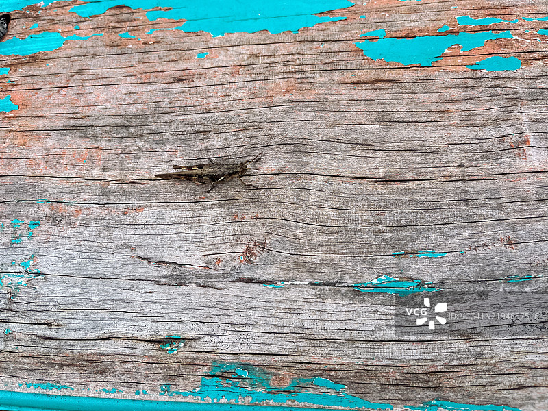 一只蚂蚱栖息在木板上的特写镜头图片素材