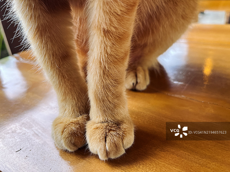 姜猫的脚和腿图片素材