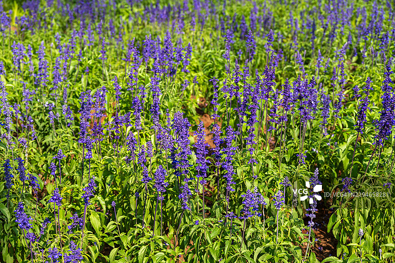 花园中盛开的鼠尾草花。鼠尾草植物具有芳香的叶子和美丽的花朵。图片素材