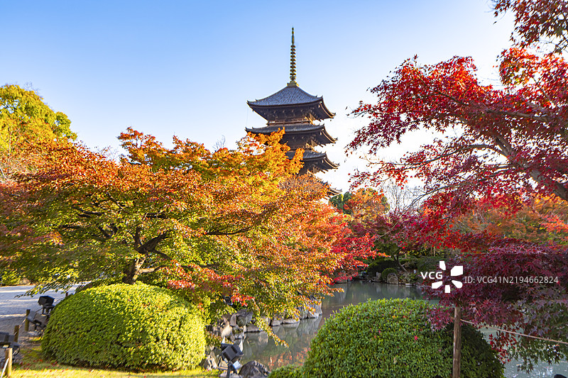 京都东寺的塔楼与秋季五彩斑斓的枫树的美丽景色图片素材