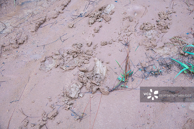 通萨兰鲁昂国家公园的动物足迹图片素材