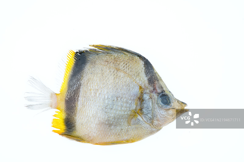 法式蝴蝶鱼图片素材