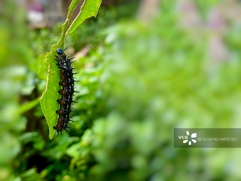 有毒的叶毛虫特写，身体上有毒刺。图片素材