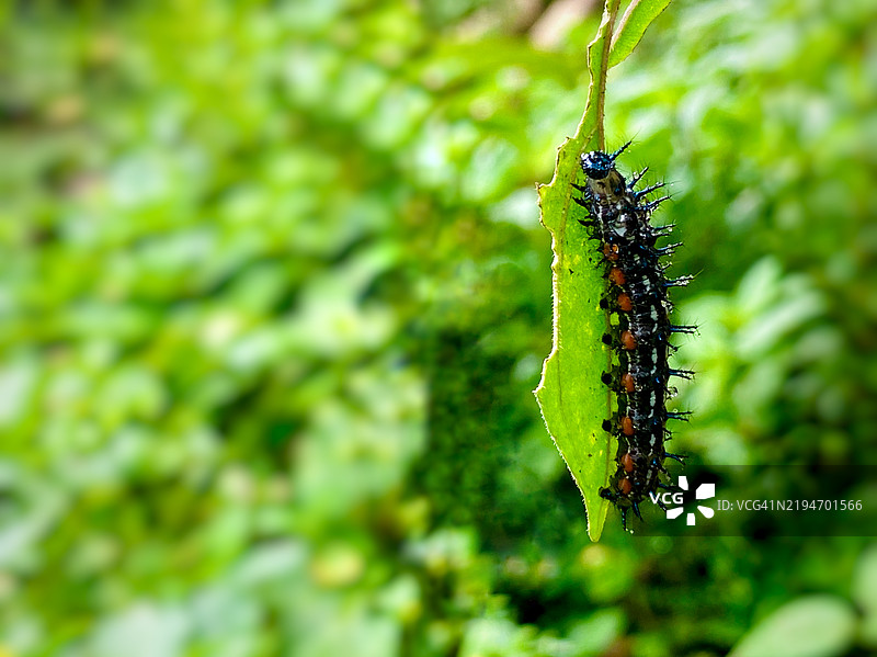 有毒的叶毛虫特写，身体上有毒刺。图片素材