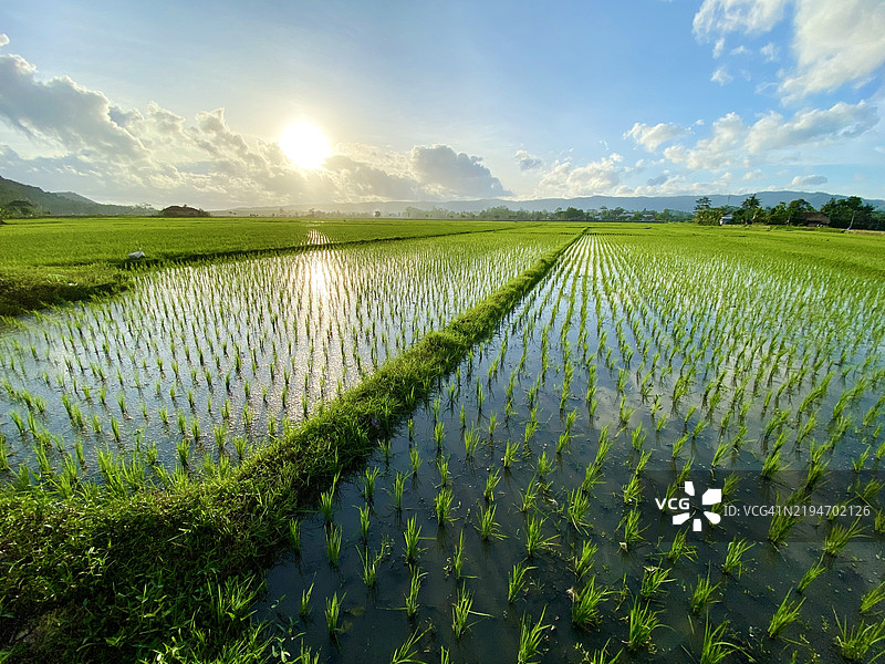 稻田的广角视图，水面倒映出美丽的景色图片素材