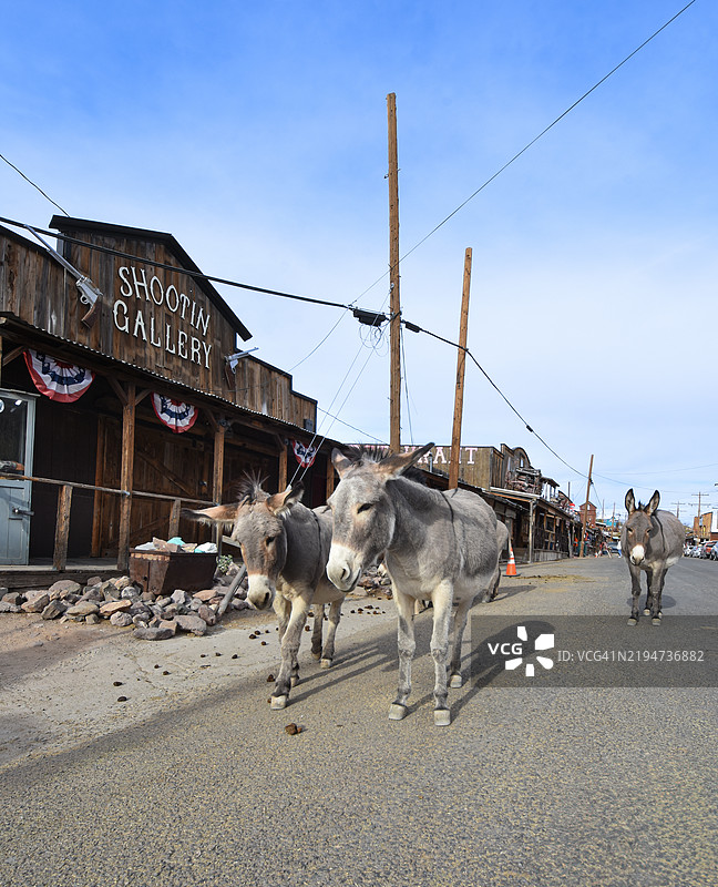 美国亚利桑那州奥特曼的“66号公路”上的古老金矿小镇，传统的驴子或骡子在奥特曼的主街上悠闲地走着。图片素材