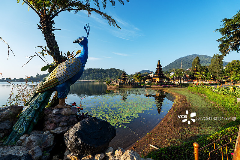 巴厘岛贝杜古尔乌伦达努布拉坦寺的孔雀雕像图片素材