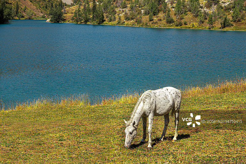 湖边的白马图片素材
