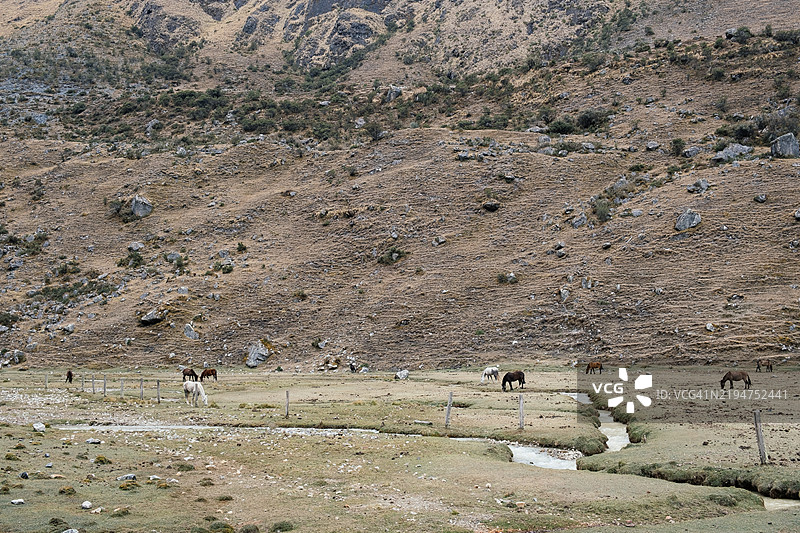 自由的马在背景有山脉和溪流的地方吃草。秘鲁库斯科地区。图片素材