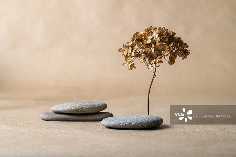 干燥的绣球花盛开在堆叠的石头上，背景为简约的米色图片素材