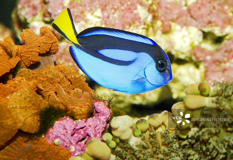 蓝唐鱼图片素材