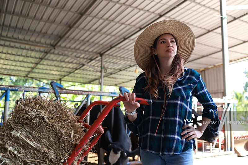 自信的女性奶牛农场主推着干草车和牛饲料，在牛棚里工作，涉及农业和畜牧业的概念，以及在奶牛场吃干草的奶牛。牛舍。图片素材