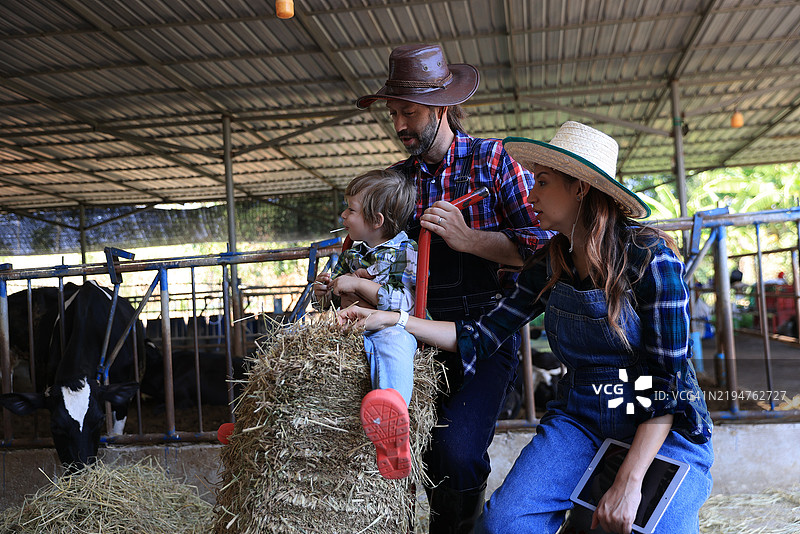 快乐的夫妇在农场的牛棚里喂养牛只，周围是草地。图片素材
