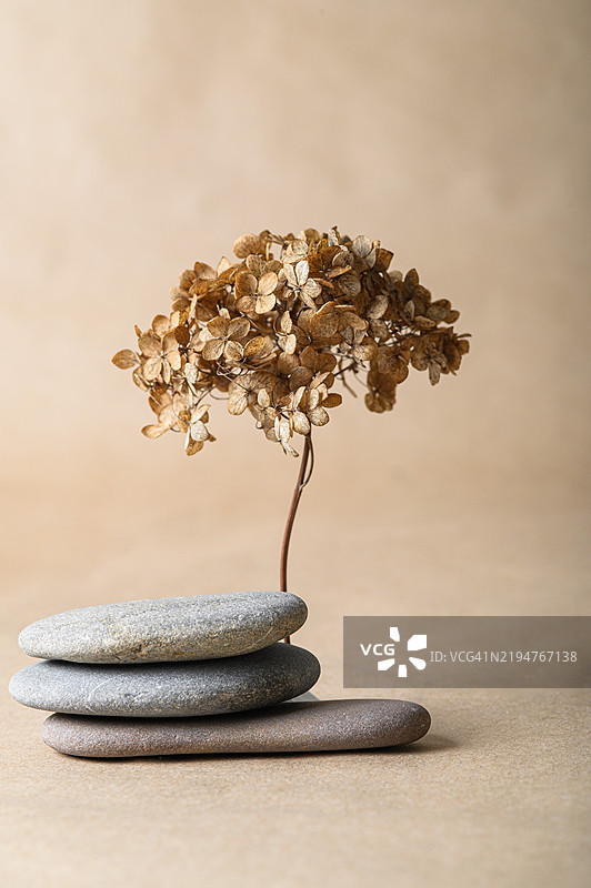 干燥的绣球花盛开在堆叠的石头上，背景为简约的米色图片素材