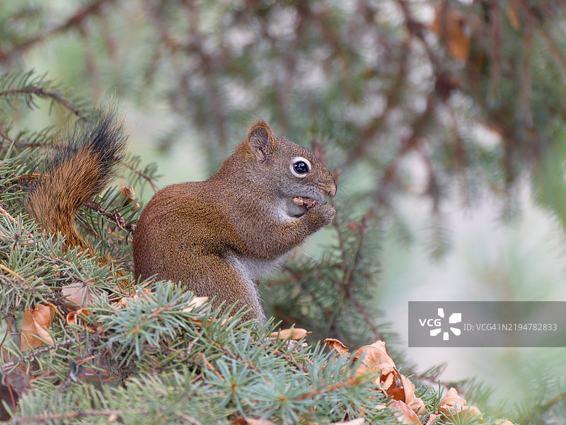 红松鼠在吃松果图片素材