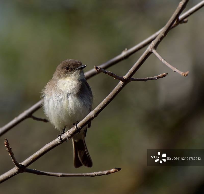 东部啄木鸟栖息在枝头图片素材