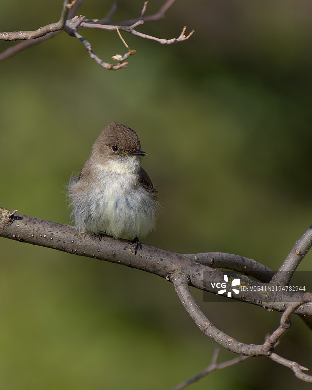 东部啄木鸟栖息在枝头图片素材