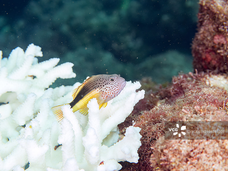 美丽的桌状珊瑚和一只幼年的黑侧鹰鱼（Paracirrhites forsteri）。天使小丑鱼（Pomacentrus coelestis）和其他鱼类。由于海水温度持续偏高，珊瑚白化现象正在发生。图片素材