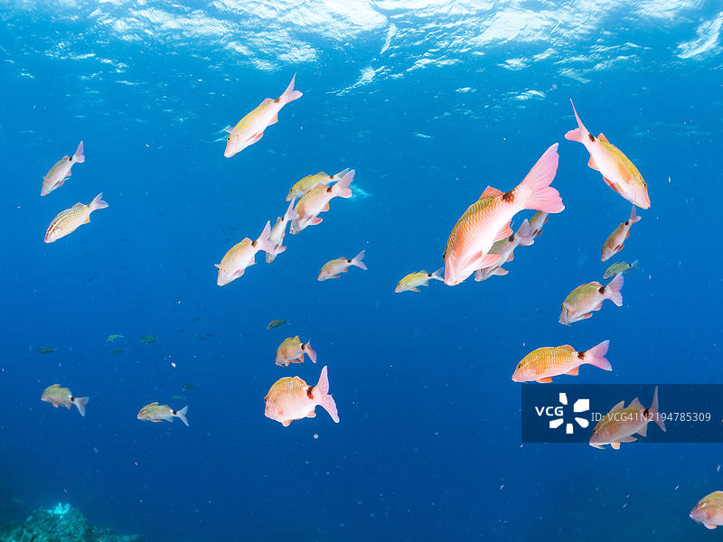 一群美丽的黄鳍羊鱼（Mulloidichthys vanicolensis）、白鞍羊鱼（Parupeneus ciliatus）、东方蝴蝶鱼（Chaetodon aurites）等鱼类。地点：静冈县南伊豆的平藏滨海滩，伊豆半岛 - 2024年。图片素材