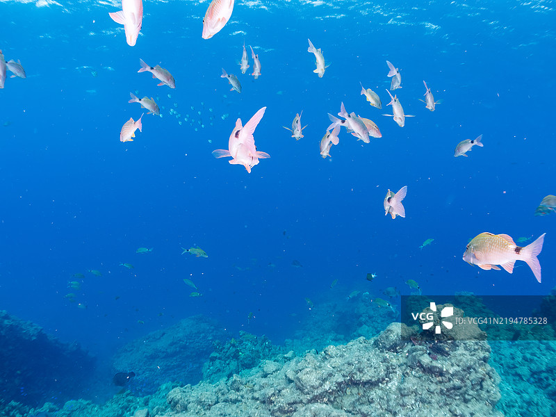 一群美丽的黄鳍羊鱼（Mulloidichthys vanicolensis）、白鞍羊鱼（Parupeneus ciliatus）、东方蝴蝶鱼（Chaetodon aurites）等鱼类。地点：静冈县南伊豆的平藏滨海滩，伊豆半岛 - 2024年。图片素材
