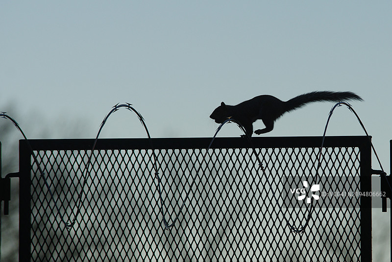 松鼠在带刺铁丝的围栏上跳跃图片素材