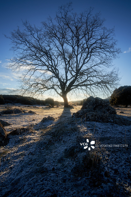 光秃的树木在日出时分投射出长长的影子，映在冰冻的田野上图片素材
