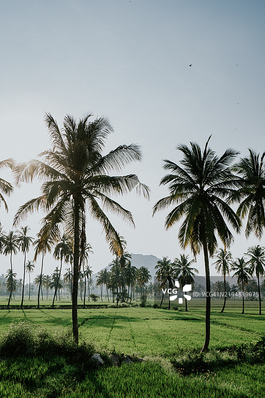 卡纳塔克邦汉皮的棕榈树和郁郁葱葱的绿田图片素材