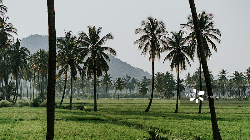 卡纳塔克邦汉皮的棕榈树和郁郁葱葱的绿田图片素材