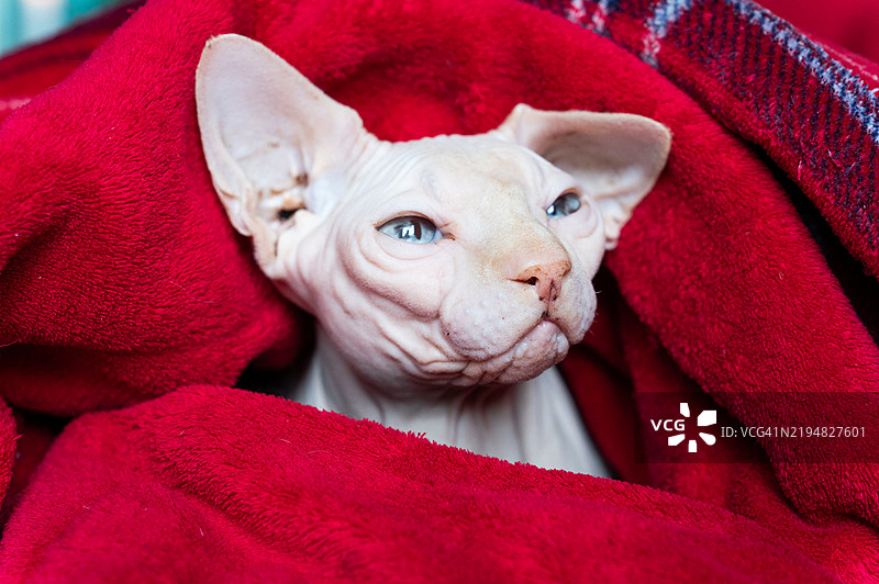 斯芬克斯猫在红色毯子下放松，享受温暖和舒适。图片素材