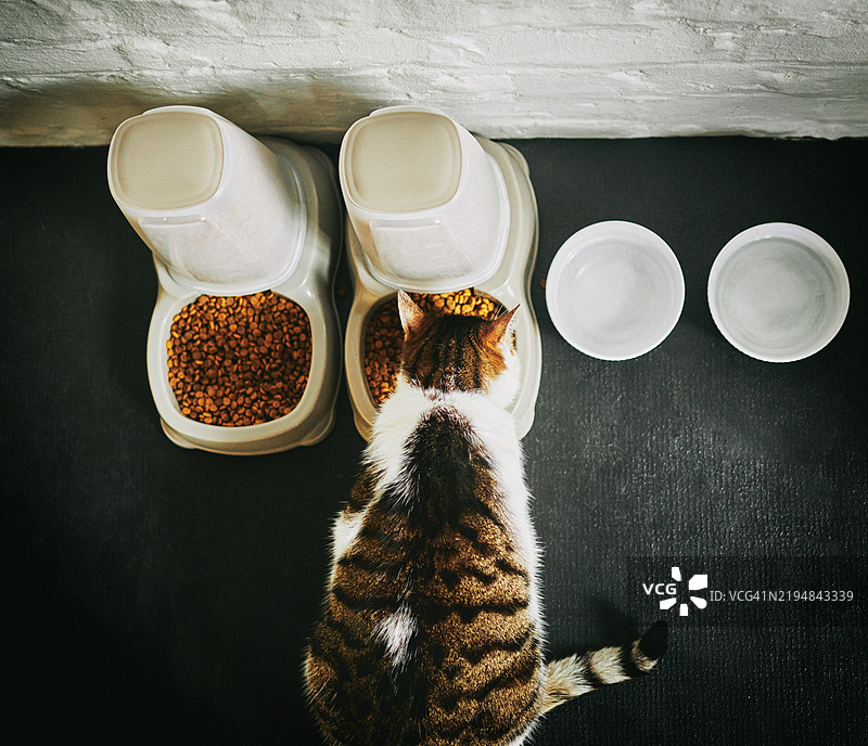 从上方看猫在碗里吃东西图片素材