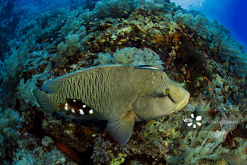 拿破仑鱼在美丽的珊瑚礁上游泳图片素材