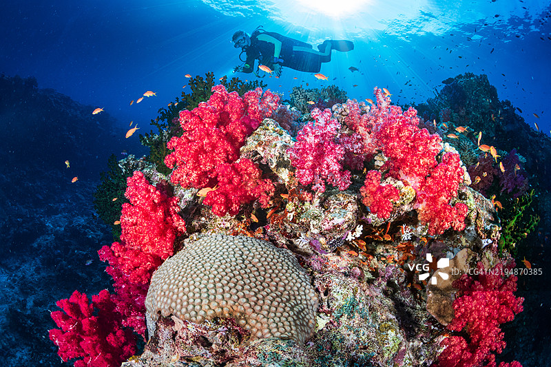 潜水员在美丽的珊瑚礁上方游泳图片素材
