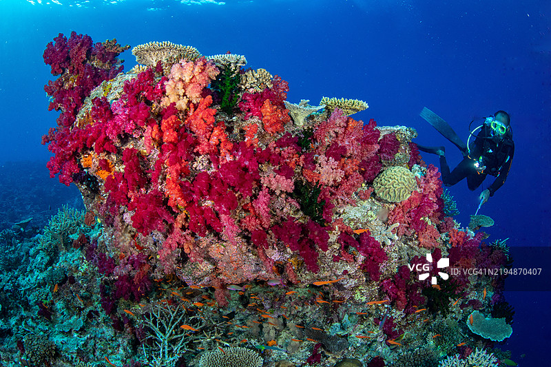 潜水员在美丽的珊瑚礁上游泳图片素材